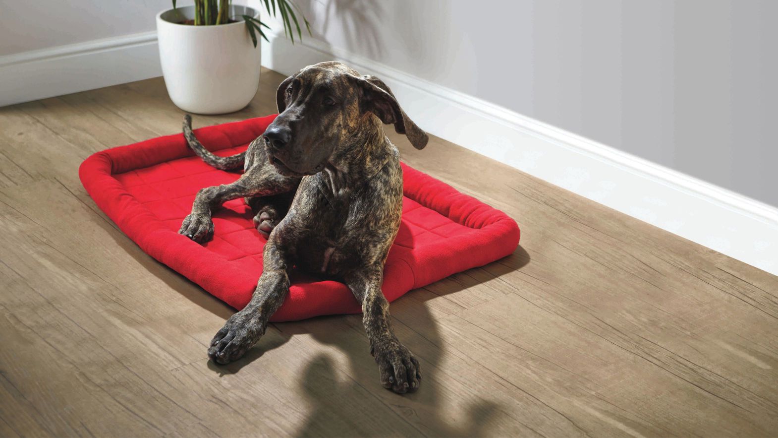 Pets enjoy Karndean floors