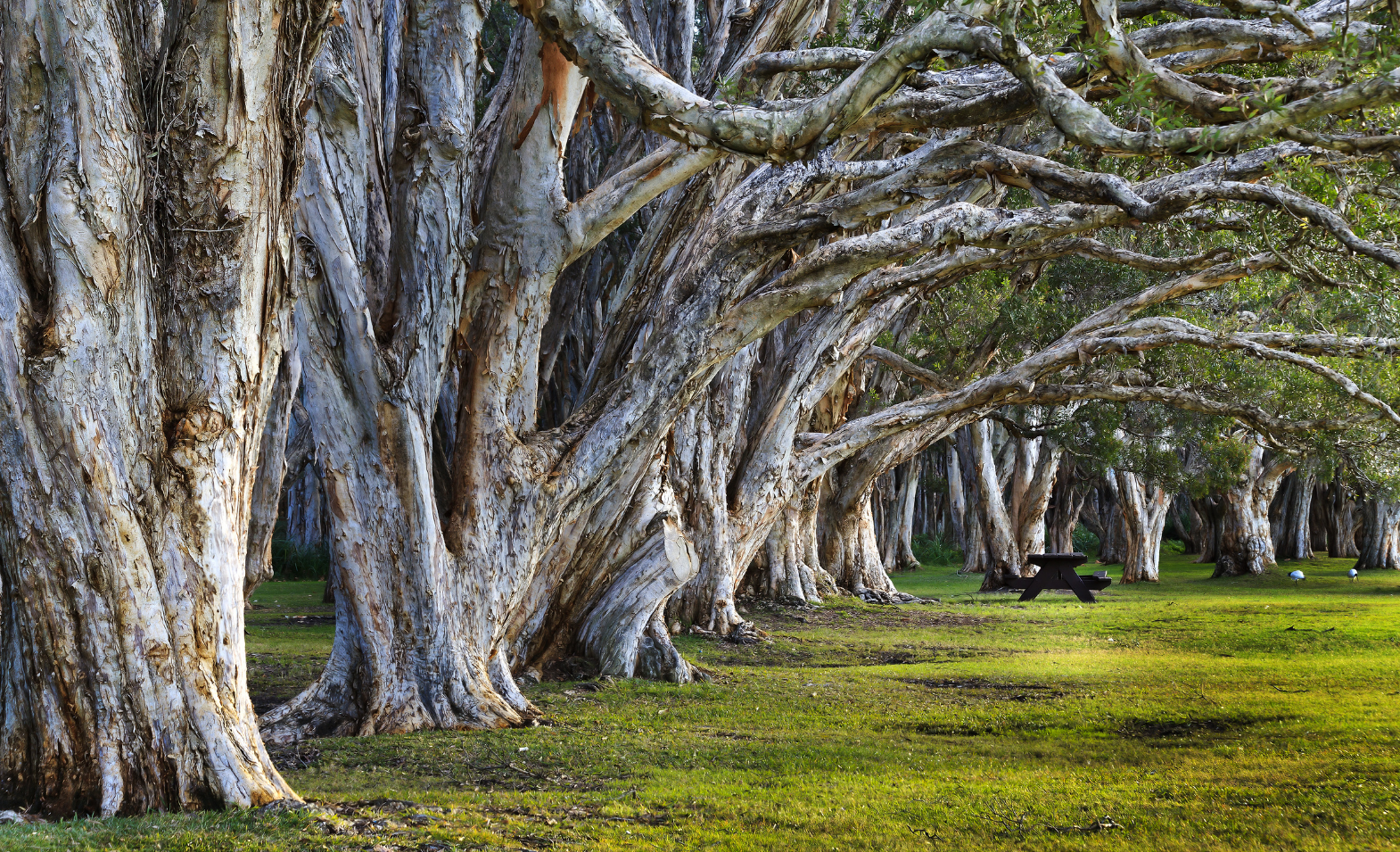 Australian ash trees