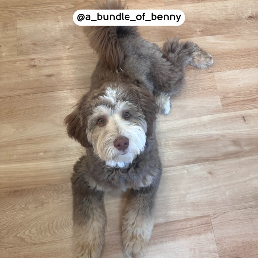 Dog laying on French Oak VGW85T floors; photo credit @a_bundle_of_benny